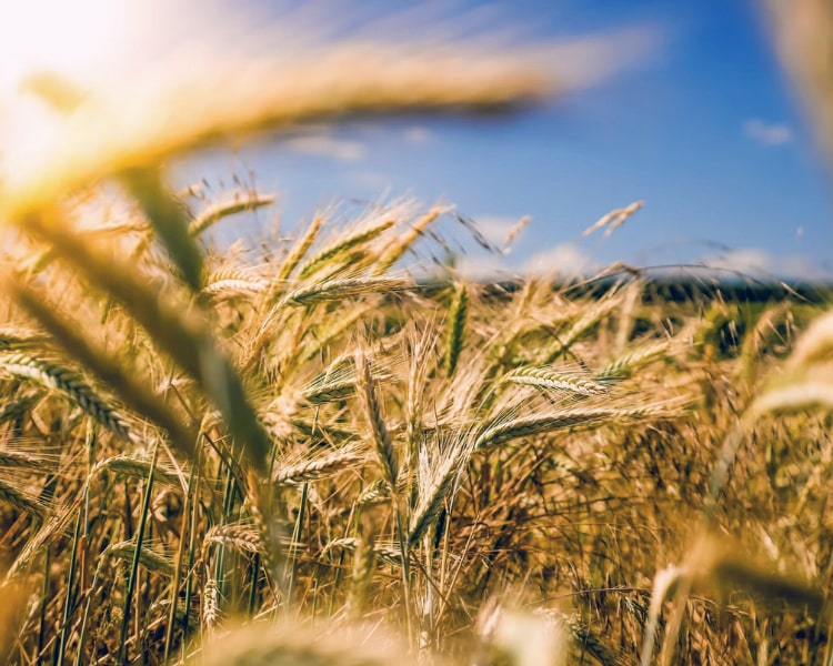 A field